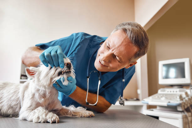 Best Emergency X-Rays and Diagnostics in Willards, MD
